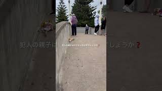 2025年ボンダイビーチ乱射テロ事件、犯人二人が立った橋でしょうか❓