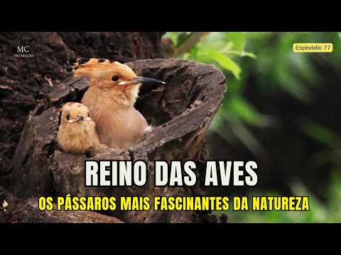 REINO DAS AVES – Um Documentário com os Pássaros Mais Fascinantes da Natureza