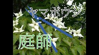 【植木・剪定】　ヤマボウシ編