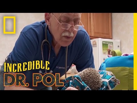 A Prickly Stink-uation | The Incredible Dr. Pol