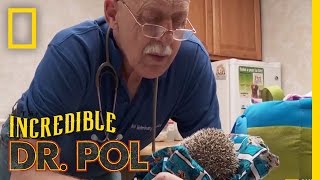 A Prickly Stink-uation | The Incredible Dr. Pol
