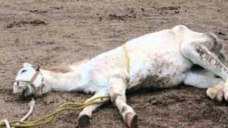 Gary Numan -  I Still Remember - SPCA version - Help Stop Animal Cruelty.wmv