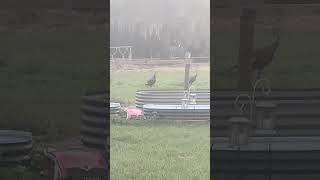 Some uninvited guests in the pasture today #farming #farmlife #turkey #shorts