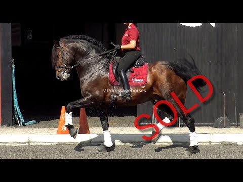 **SOLD** Baroque Andalusian PRE Stallion 2015 - 1,64 | #MP433