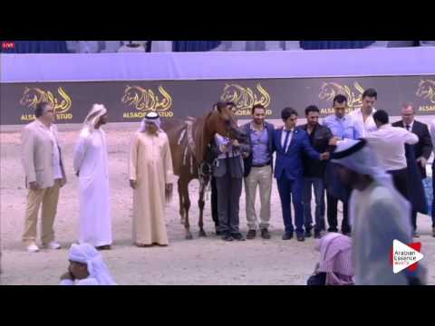 2ND-N.84 ELLE FLAMENCA - Dubai 2016 - Fillies Championship (Class 20)