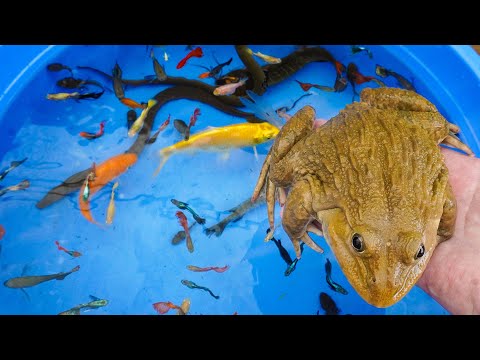 Frog Eel Carp Betta Goldfish Catfish Molly Guppy Swordtail Fish Perch Koi Cute animals Videos