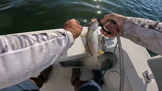 Weakfish bite was on for a few hours !  Gorgeous day , nobody around.  Fishing was terrific !