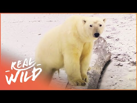 Life With Polar Bears In The Frozen Arctic | Polar Bear Alcatraz | Real Wild