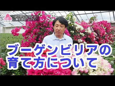 鉢植えのブーゲンビリア：気候に関係なく開花低木を維持するにはどうすればよいですか？  庭園
