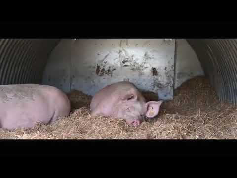 Granja de 400 madres al aire libre. España.