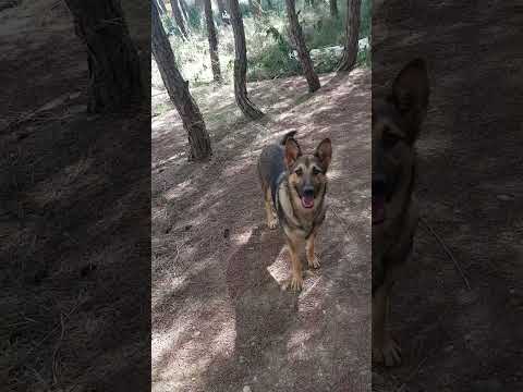 pastora Belga activa #doglife #animals #gsds #germanshepheard #puppy #perro #nature #pitbull