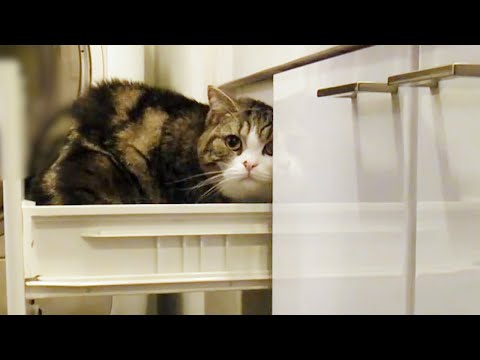 youtube-動物記事1970/01/01 09:00:00