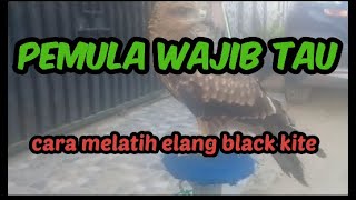 Download lagu cara melatih elang Jttf dan FF mp3