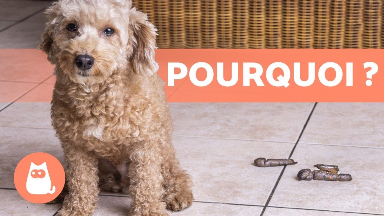 Mon CHIEN fait PIPI et CACA à la maison ???? (Pourquoi et Comment le solutionner)