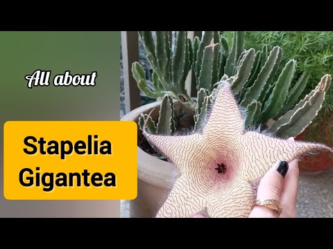 Stapelia Gigantea | How To Care For Stapelia Gigantea - Starfish Plant and Carrion Flower #stapelia
