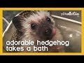 Adorable Hedgehog Takes a Bath | The Pet Collective