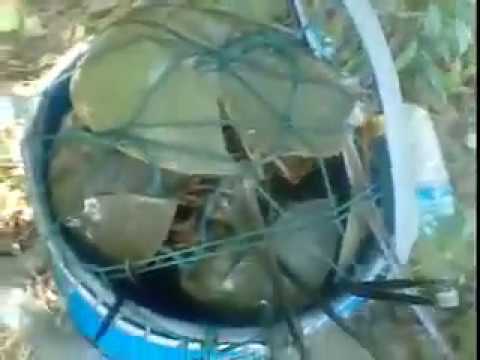 Banyak belangkas...monster² lagi