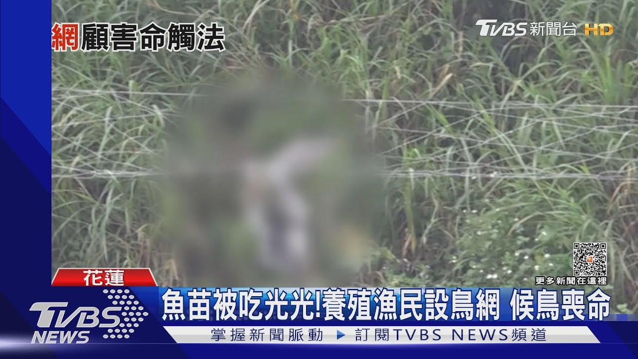 魚苗被吃光光！養殖漁民設鳥網　候鳥喪命