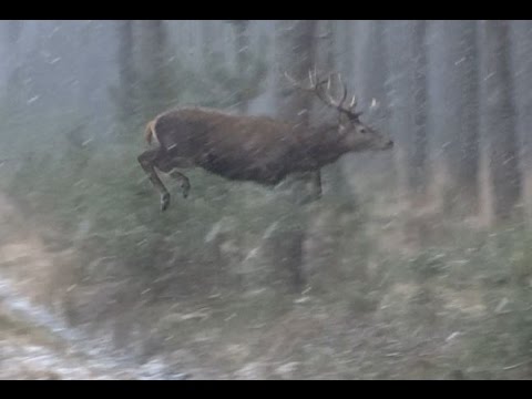 Flying red stag shot  Voler cerf rouge la chasse - Drückjagd - driven hunt - Охота на оленя в Польше