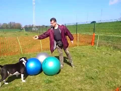 Gevorderde cursus Treibball Diesel