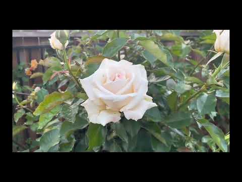 Honor Rose Spring 2023 Stately Elegant White