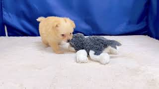 ハーフ犬の動画01