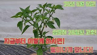 심은지 28일된 고추! 지금부터 이렇게 하시면 겁나게 땁니다!! 고추 농사 잘 짓는 법!