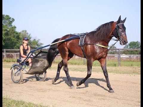 2019 Hambletonian Contenders --   Greenshoe