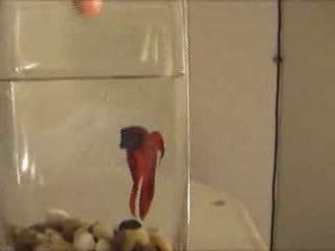 The Friendliest Betta Fish