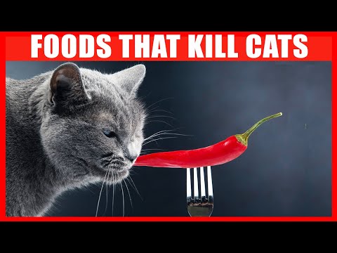YouTube video about: Can cats have pizza crust?
