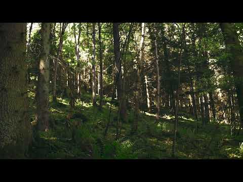 Free Nature Sounds - Nature Sounds Forest Birds (Free To Use Vlog Sound Effects)