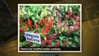 preview picture of video 'Lal Bagh Botanical Garden Arunbaliga's photos around Bangalore, India (b/bmtc/timinigs)'