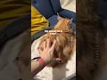 Spicy Floof When You Annoy Your Cat For Years ‍ ️ Catsounds Hissing Mainecoon