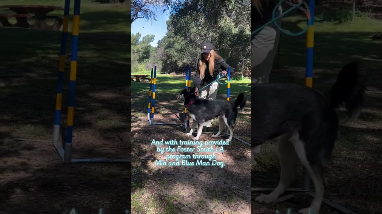 Enlarge Bleu, a ADOPTABLE mixed breed in Burbank, CA video 5/6