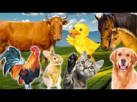Learn Family Animals: Cat, Horse, Cow, Chicken, Duck - Farm Animal Sounds - Part 2