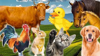 Learn Family Animals: Cat Horse Cow Chicken Duck -