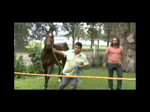 The Horse Tamer · Allens Cash