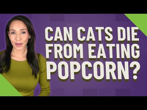 Can cats die from eating popcorn?