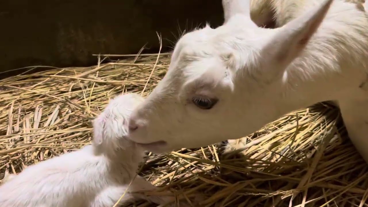 可愛い産まれたてのヤギの赤ちゃん
