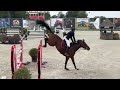 Super hongre de 8 ans gros moyens pour cavalier amateur