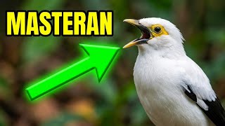 Download lagu MAsteran Jalak Putih Anakan Dengan Suara JAlak Putih Dewasa Bikin Cepat Gacor mp3