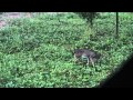 Pea Patch Buck Down