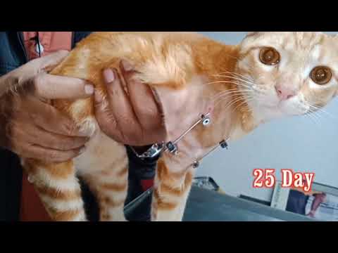 Cat Humerus fracture management by External skeletal fixation technique