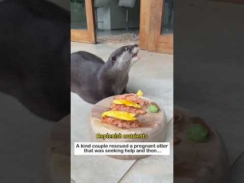 Lovable Otters #animals #wildliferescue #lovestory #cute #love #rescueefforts #pets#otter #nature
