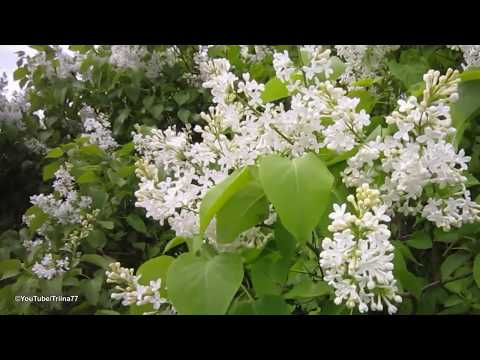 Jyri - Kas mäletad veel seda lõhna