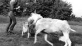 Robert Plant  ((Moonlight in Samosa))  LIVE