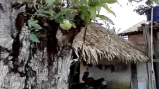 preview picture of video 'pé de tomate em cima de mangueira em Nova Mamoré RO'