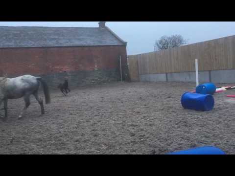 1st Blue Bresil foal of 2017 (from family of Valseur Lido)