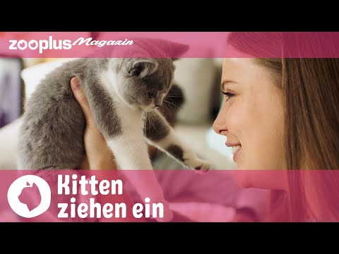 Katzenbabys ziehen ein: Tipps & Tricks zum Einzug, Kitten richtig füttern und erziehen | zooplus.de