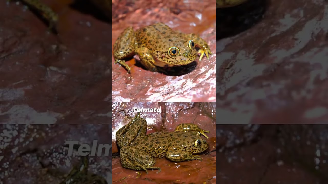 Bolivia es un paraíso para los anfibios